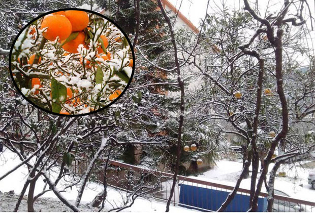 Мраз опустошио ђардине